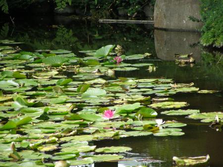 mes carpes koi aimerais cette environement