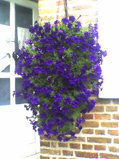 mes fleurs