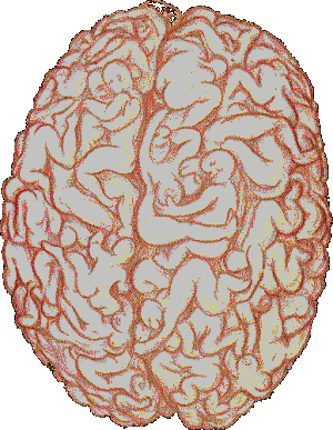 ca  c est bien le cerveau d' un homme lol